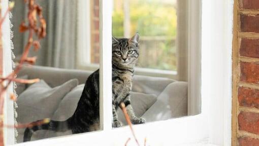 Gatito mirando por la ventana en casa